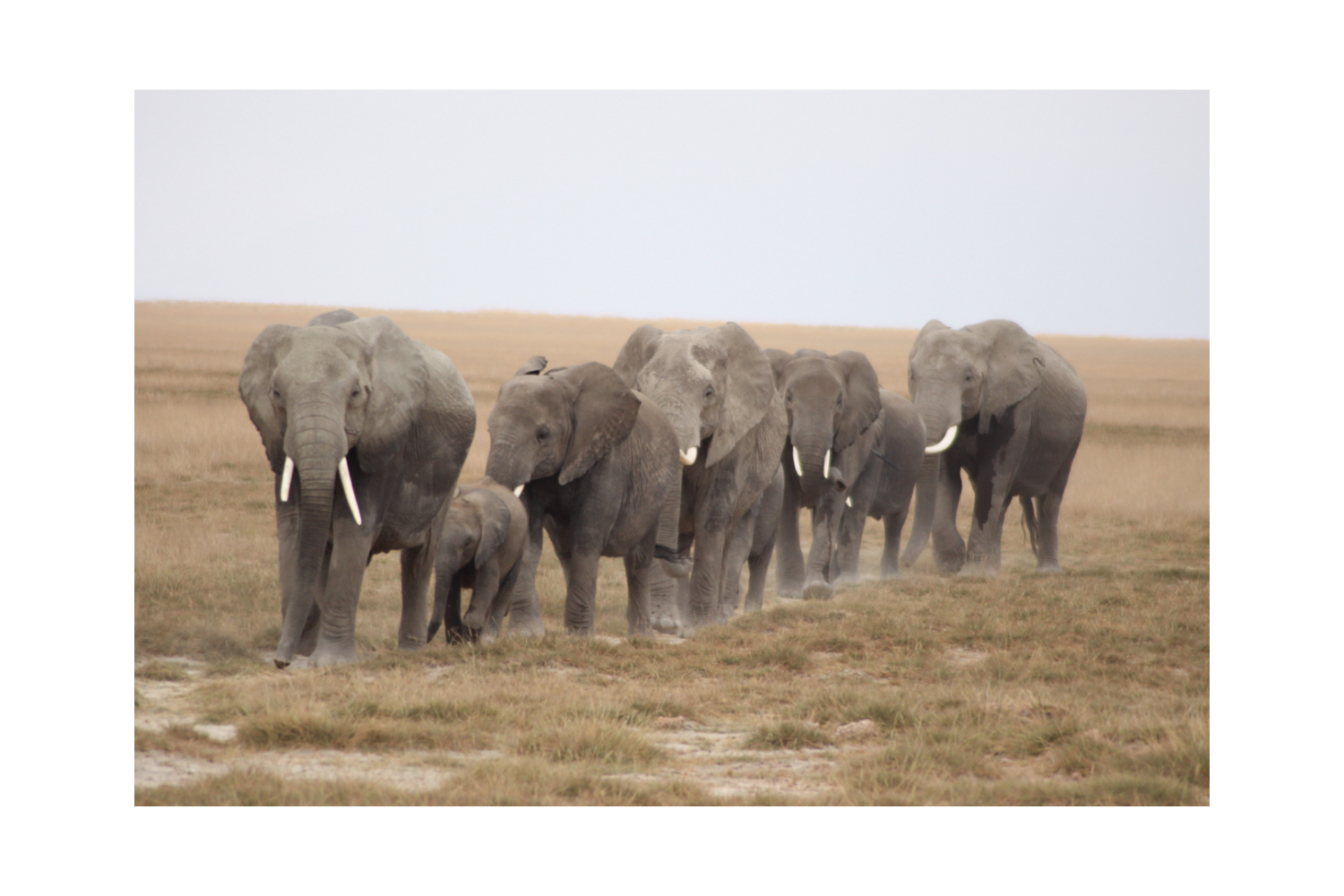 Elephants in tarangire national park