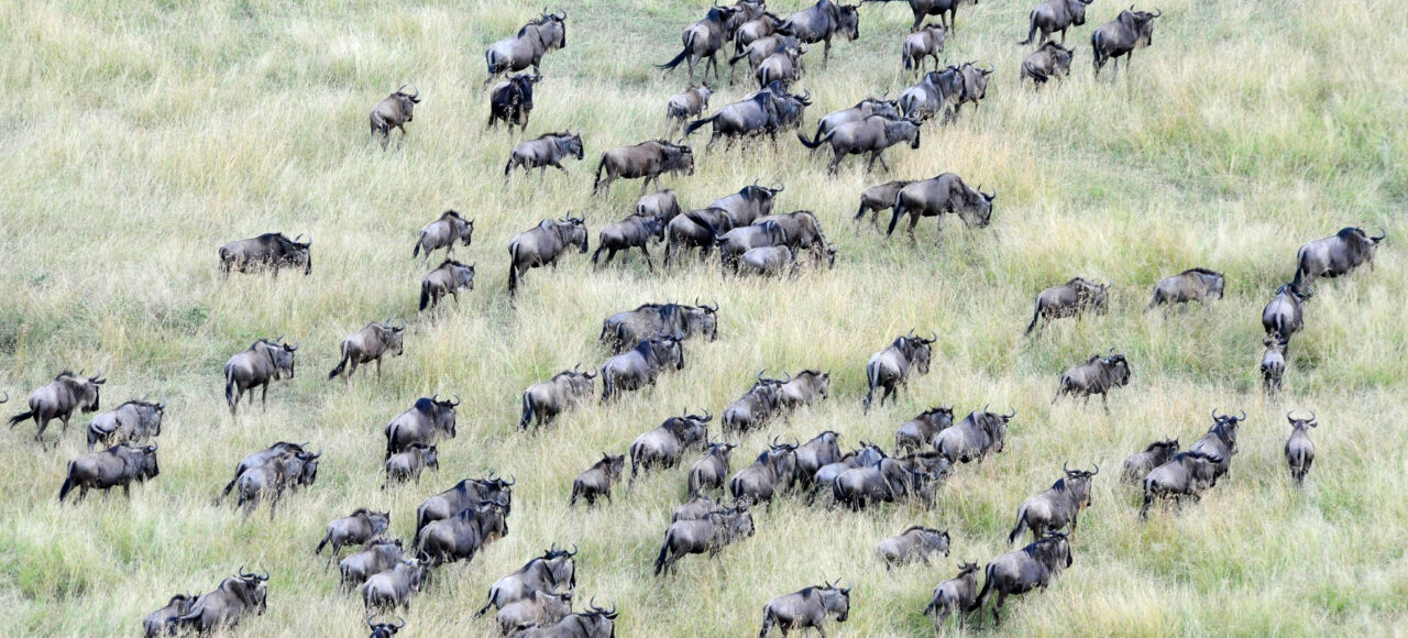 Wildebeest migration in Northern Seregenti-header