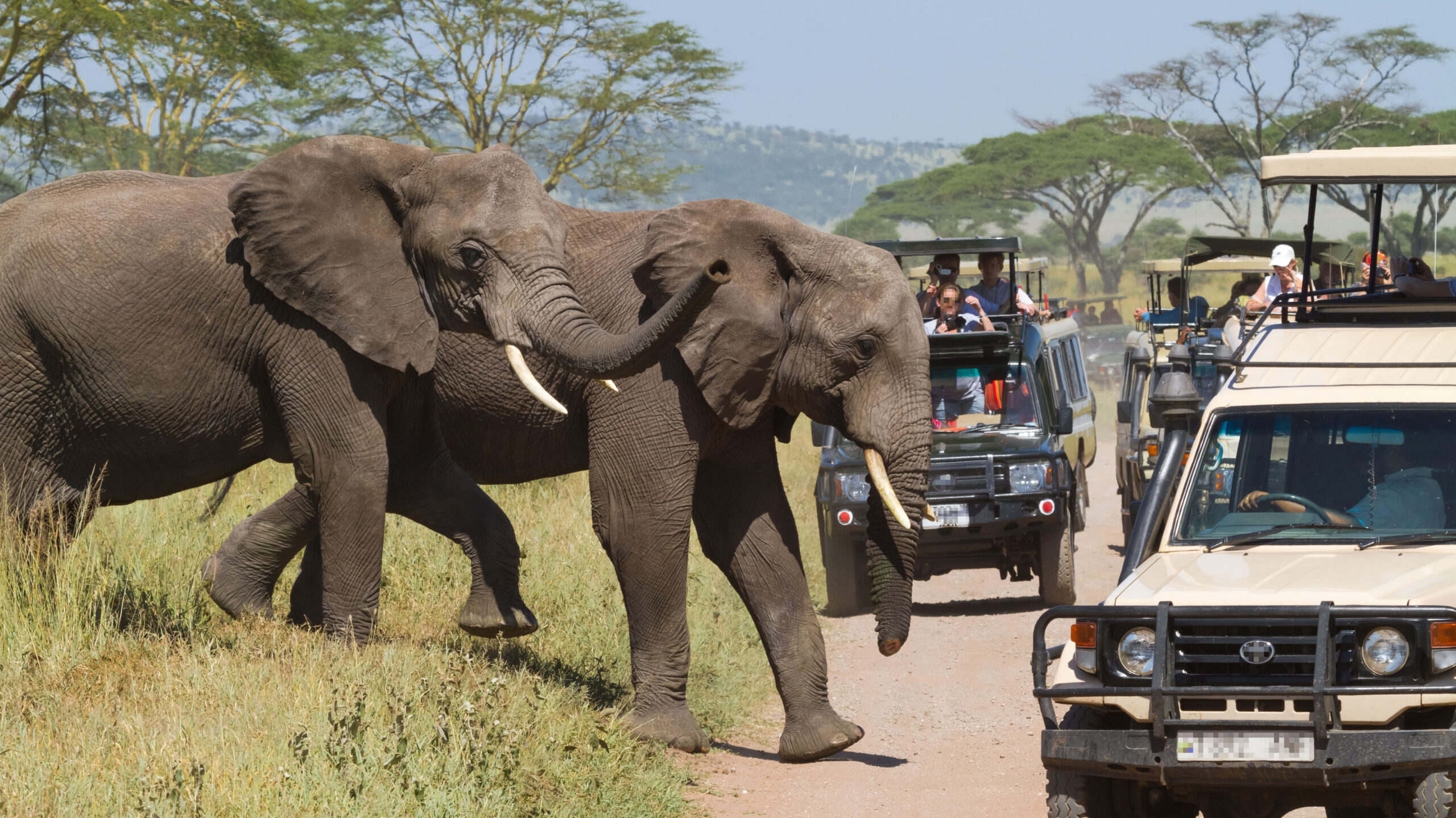 Best African Safari Tours and Packages | Msangai Adventure