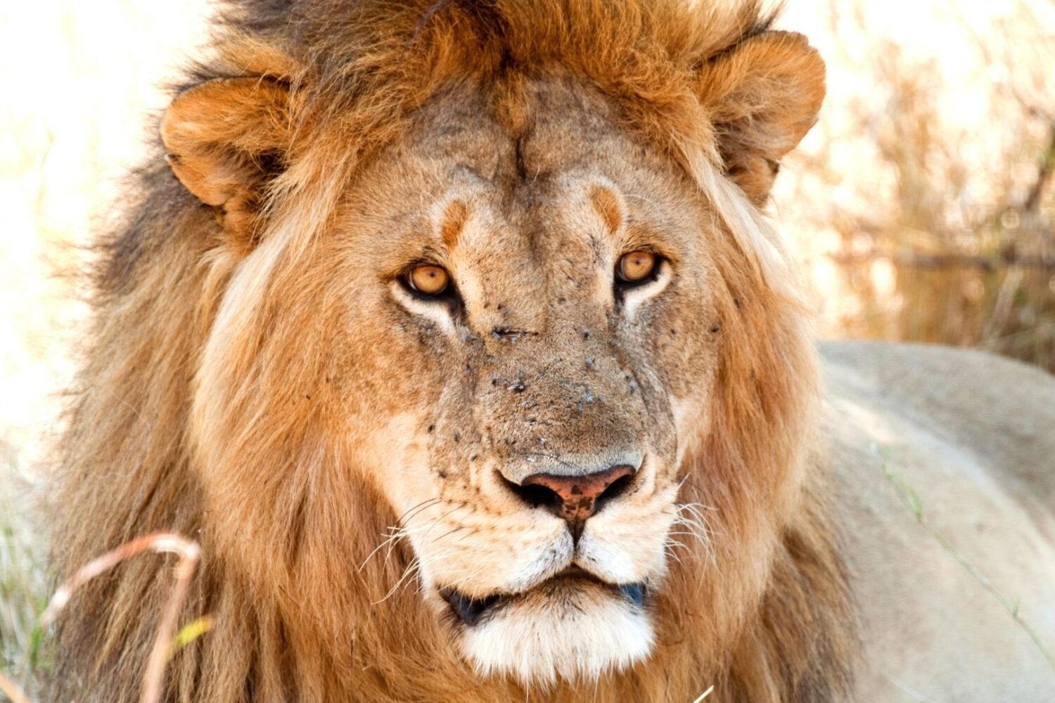 Lions Safari in Serengeti