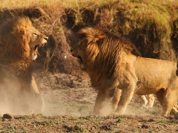 Roaring Lions in serengeti national park