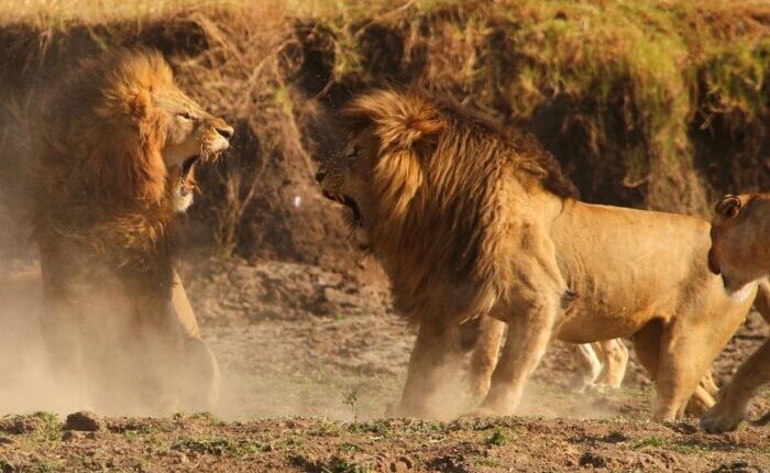 Roaring Lions in serengeti national park