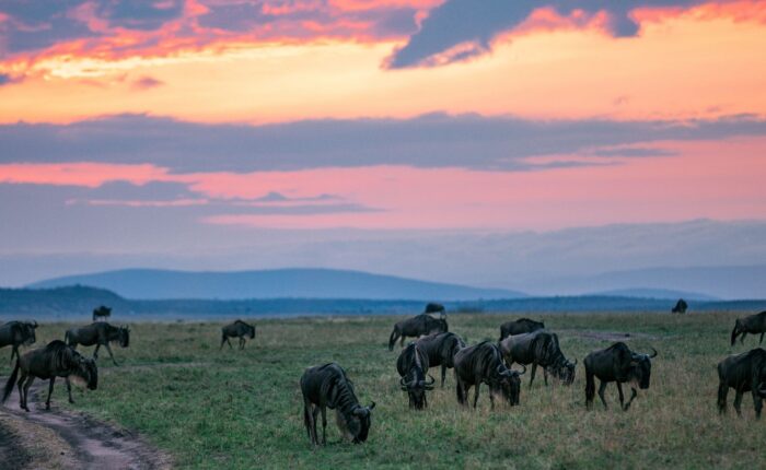 Serengeti national park safari