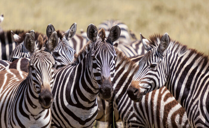 Zebras in tarangire national park