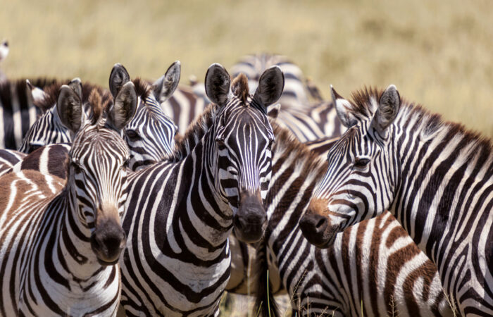 Zebras in tarangire national park