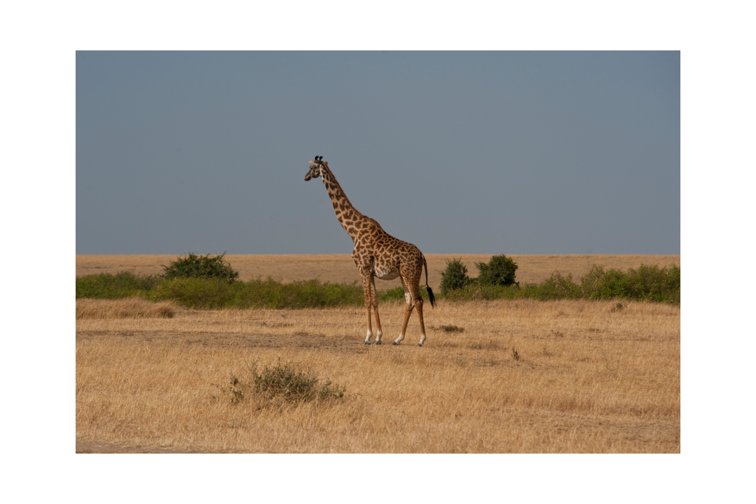 Giraffe in tarangire national park