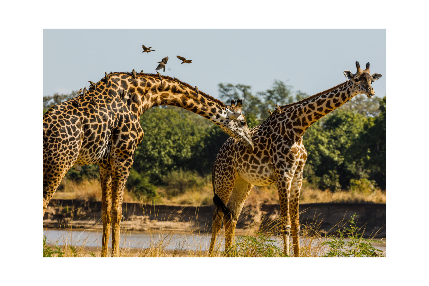 Giraffe in serengeti national park safari