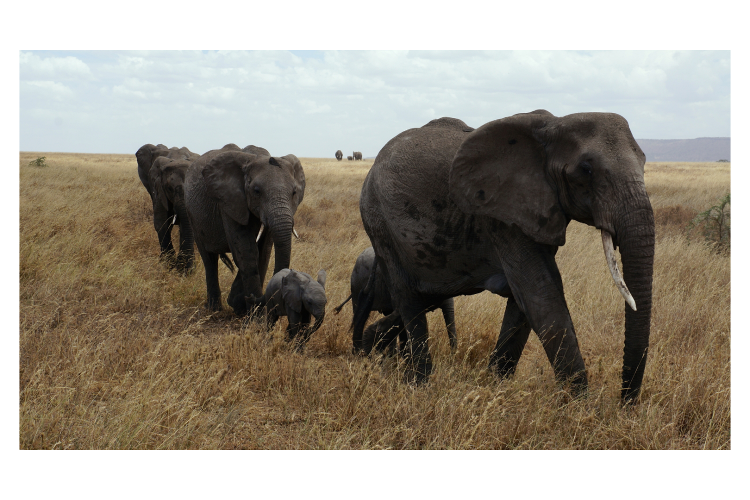 Elephants in ngorongoro national park