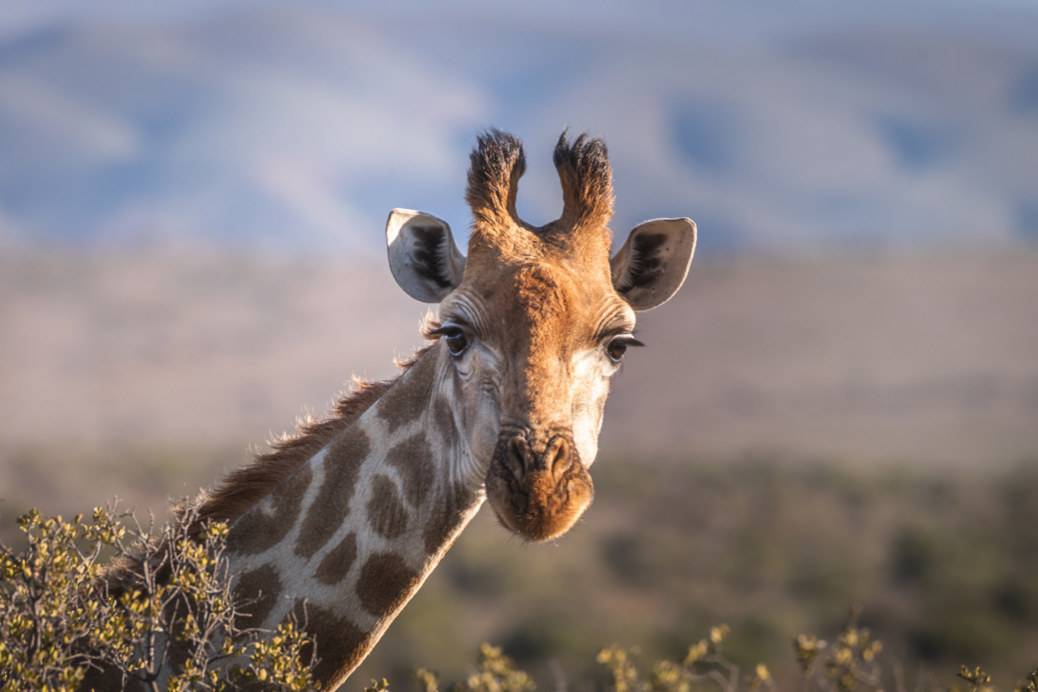 Close-up of a safari giraffe
