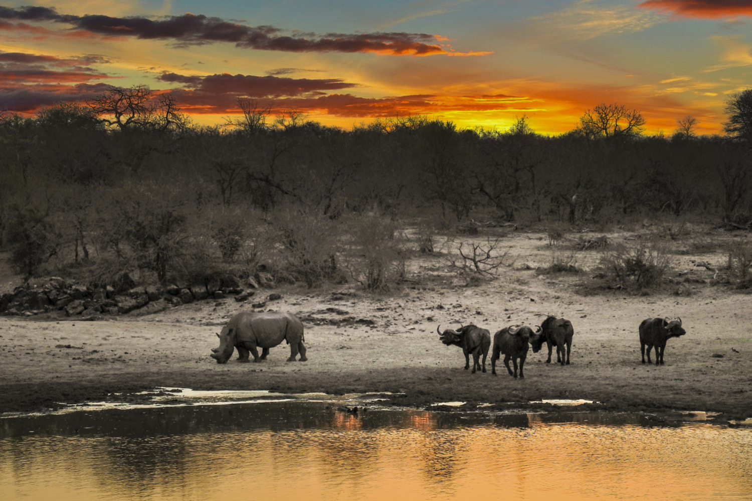 Rhinos in ngorongoro national park