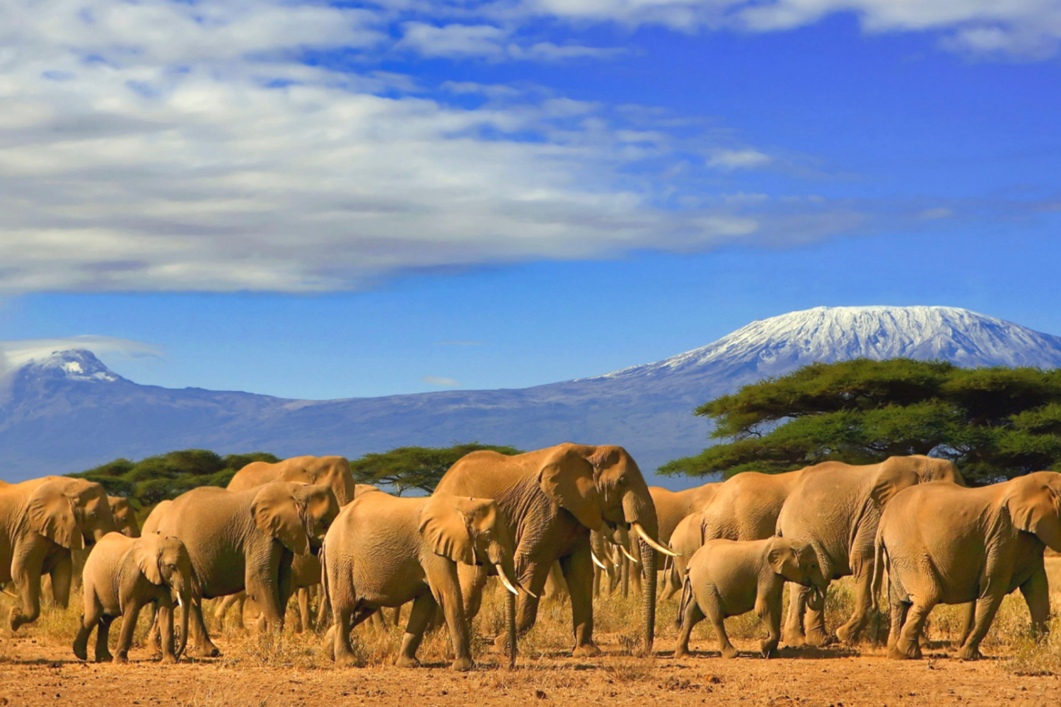 Elephants in ngorongoro national park