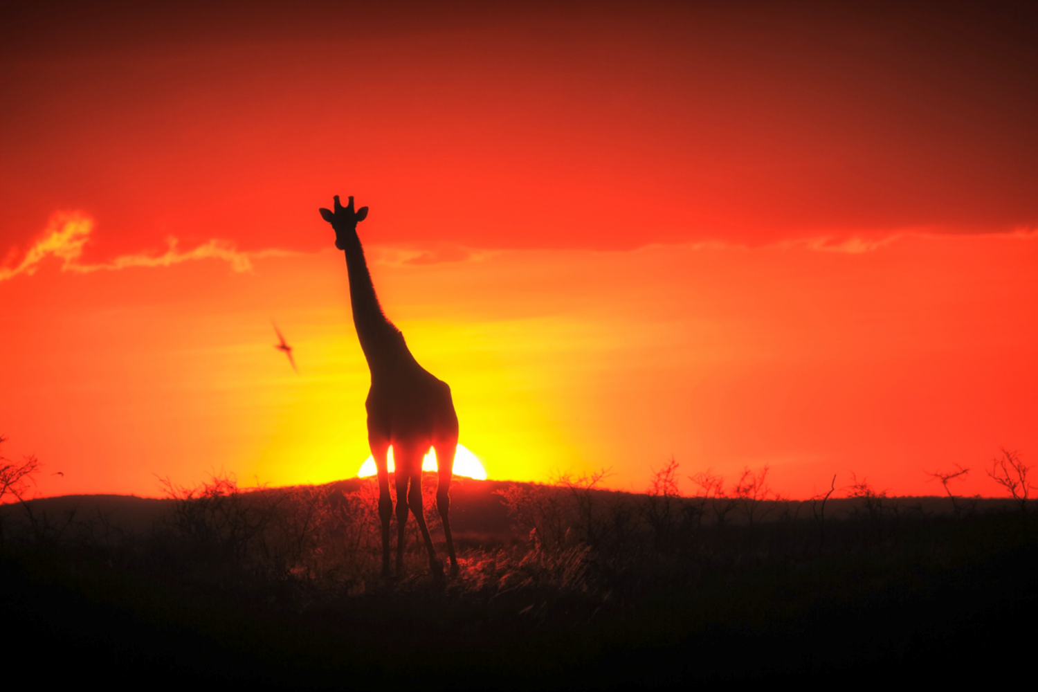 Sunset in serengeti national park