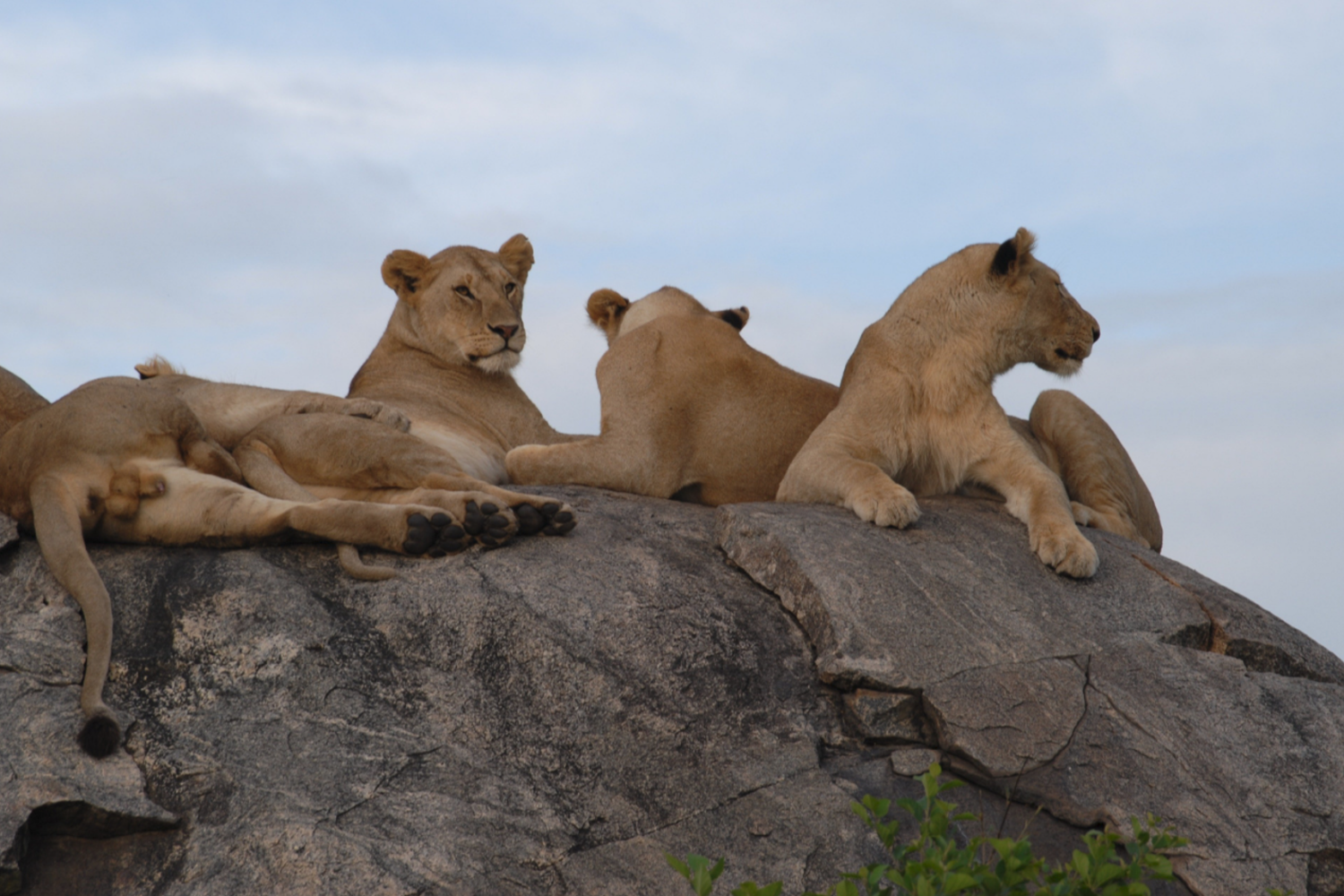 Lions in Lake manyara national park