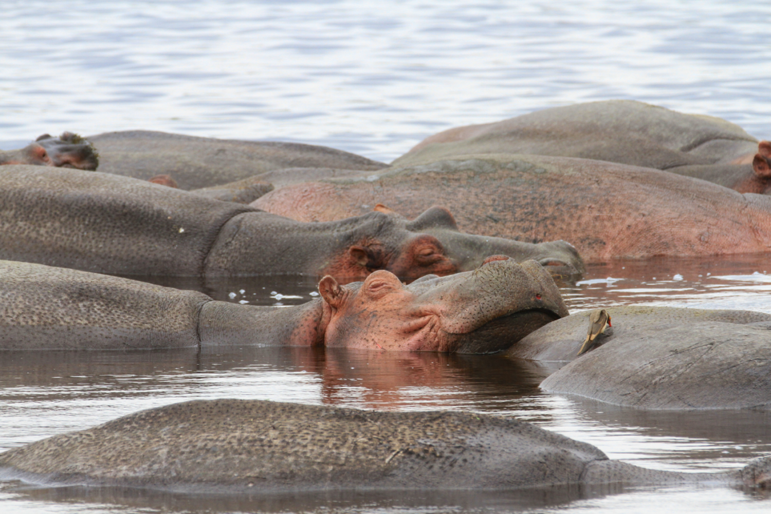Hippos in Lake manyara national park