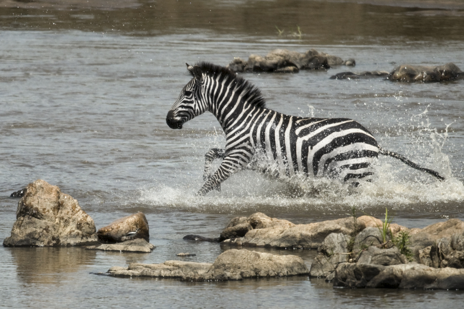 Zebra in serengeti national park