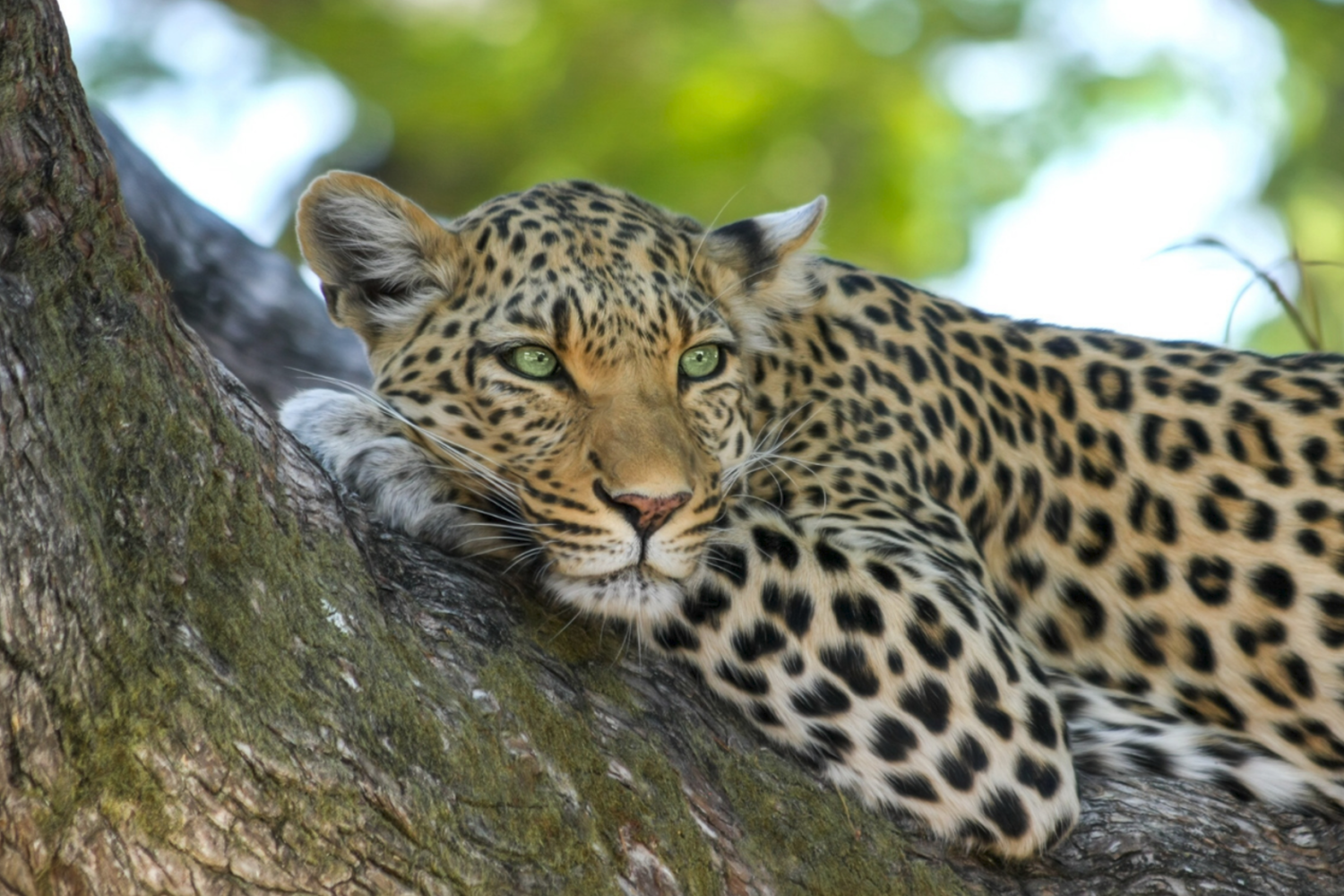leopard in serengeti national park safari