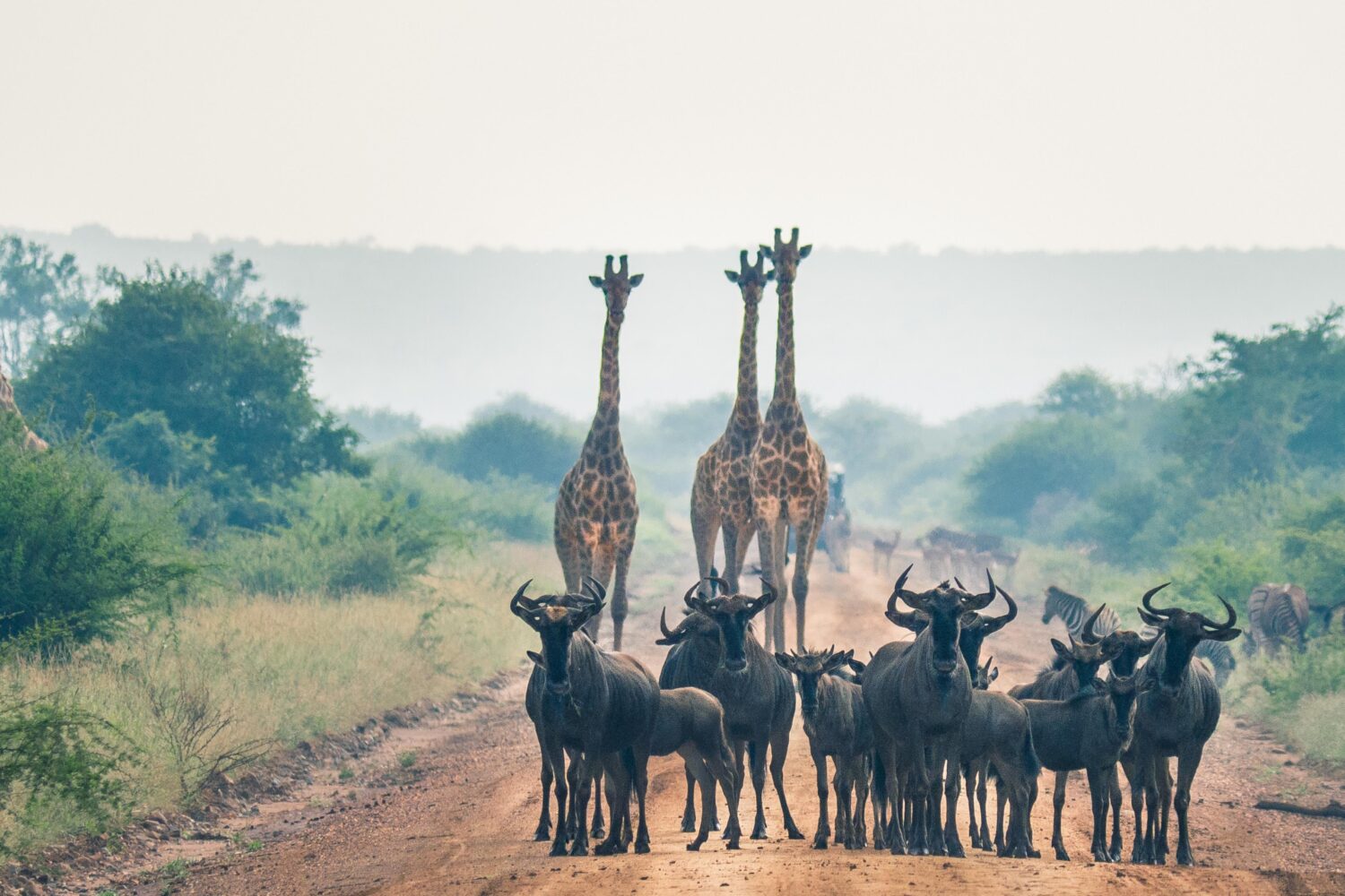serengeti national park View