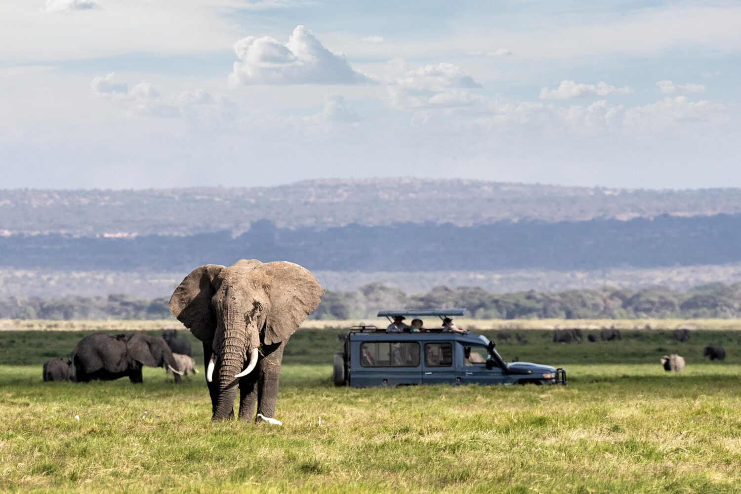 Elephant in tarangire national park