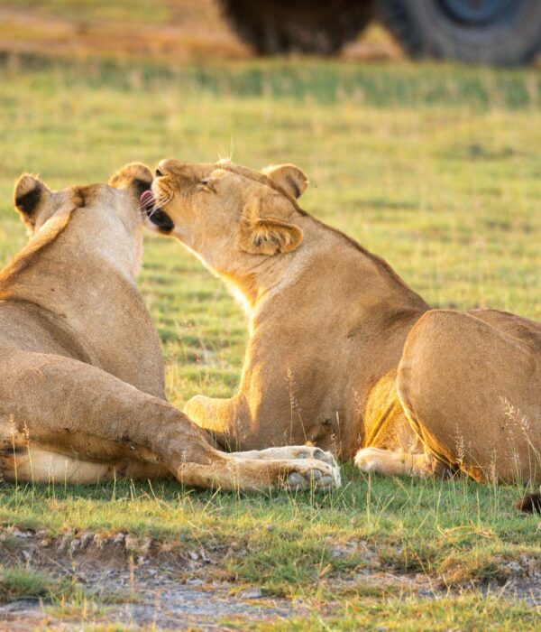Living with Lions Game Safari