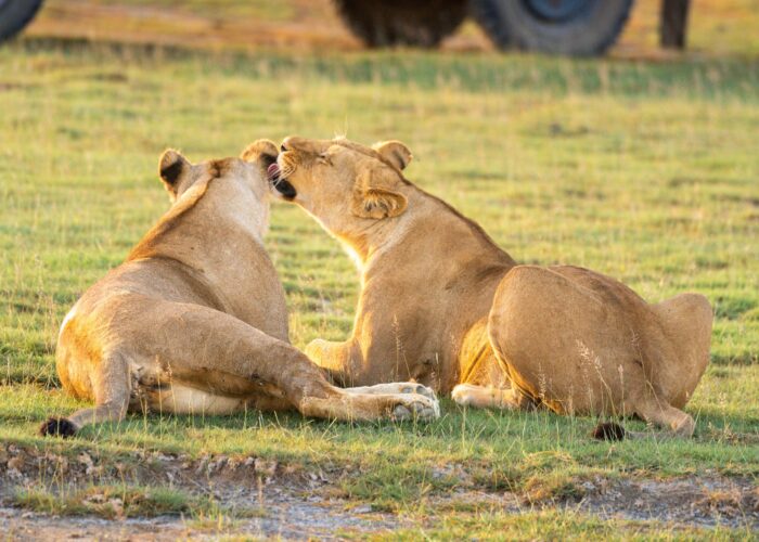 Living with Lions Game Safari