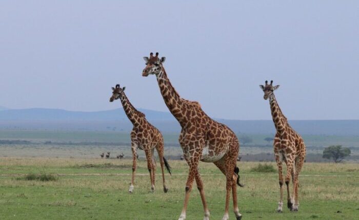 Giraffs in serengeti national park