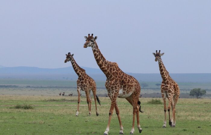 Giraffs in serengeti national park