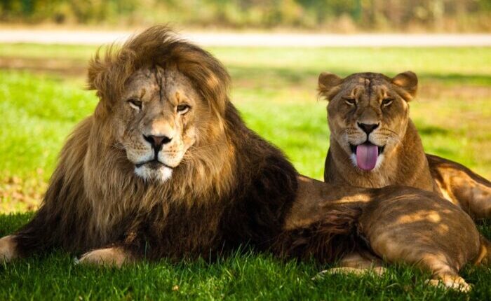 Lions in serengeti national park safari
