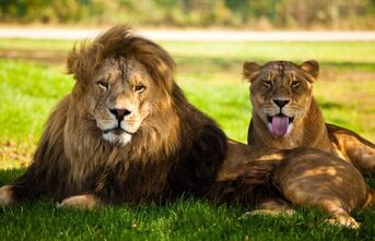 Lions in serengeti national park safari