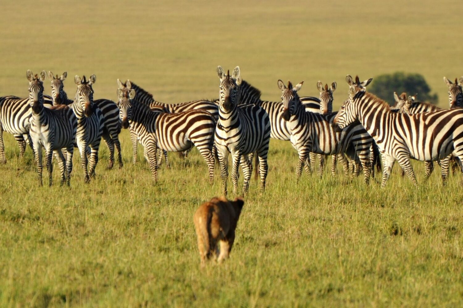 Zebras in serengeti national park