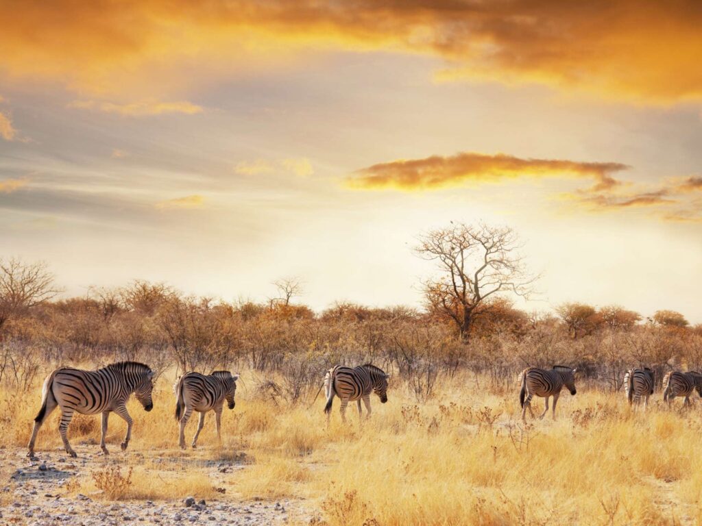 Ngorongoro Conservation Area