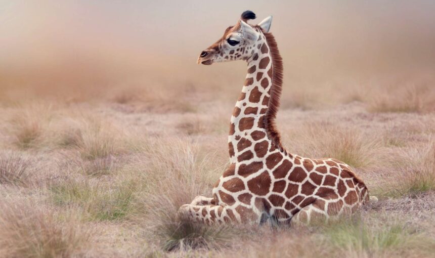 Why You Should Go on a Safari in Tanzania: A Journey Into the Heart of the Wild