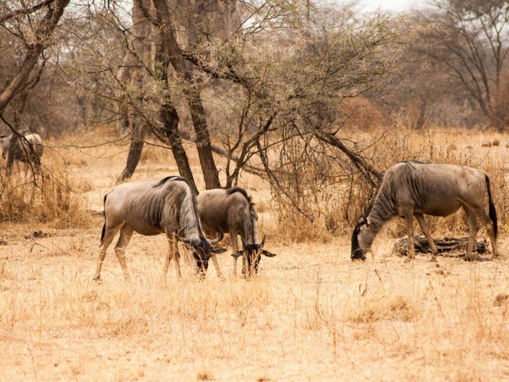 Ugalla River National Park