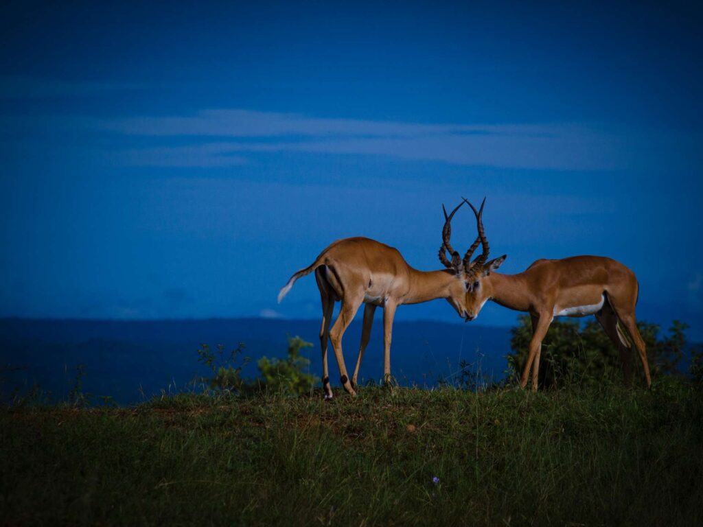 Ngorongoro Conservation Area