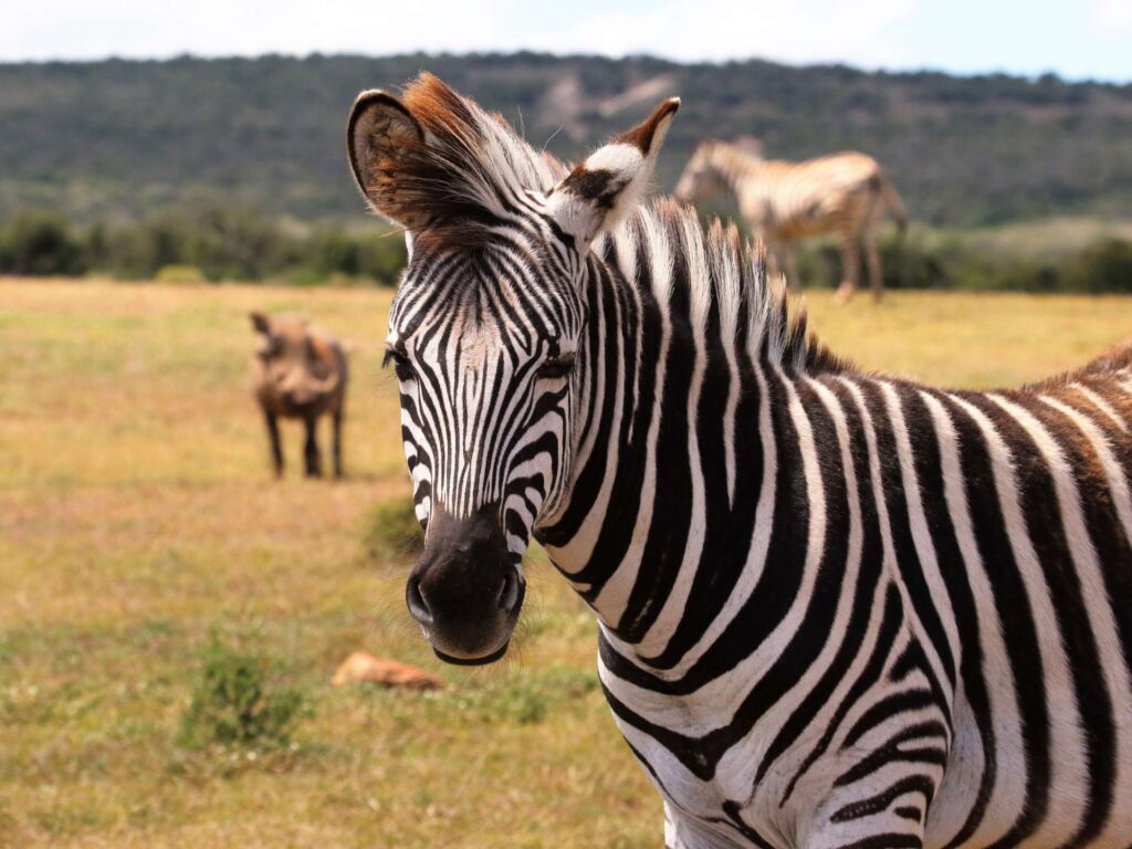 Saanane Island National Park