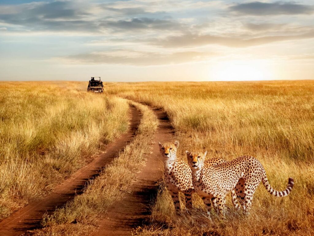 Saadani National Park