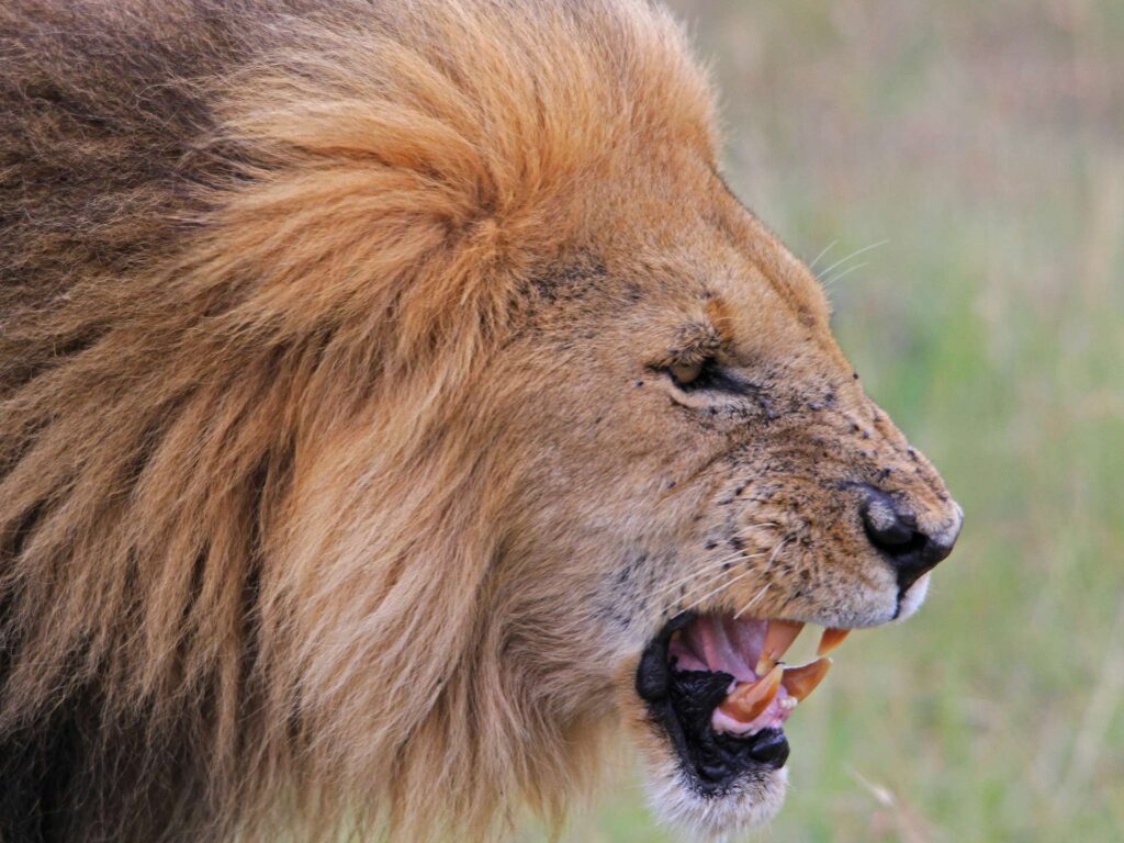 Lake Manyara National Park