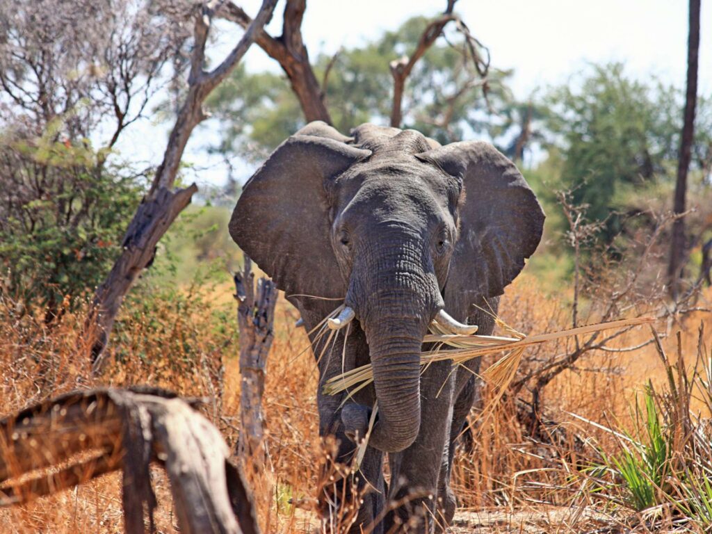 Mkomazi National Park