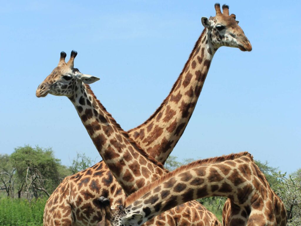 Ruaha National Park