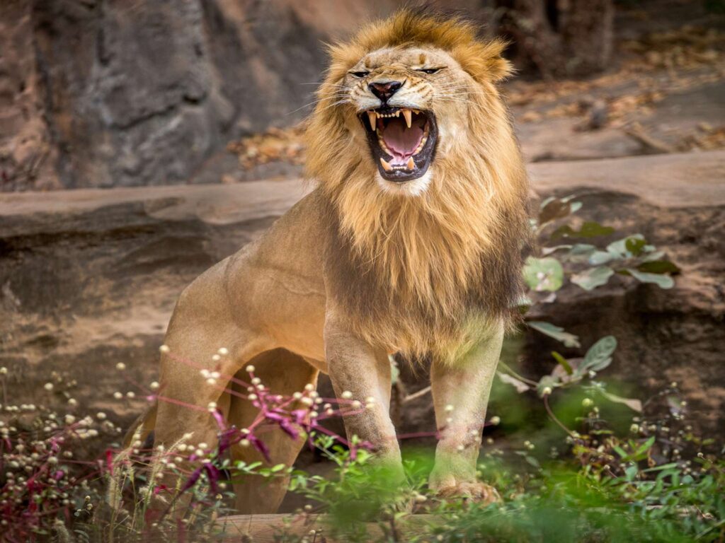 Kitulo National Park