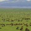 6-days-ndutu-central-serengeti-and-ngorongoro-crater-safari-banner.webp