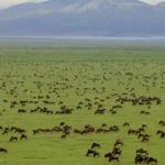 6-days-ndutu-central-serengeti-and-ngorongoro-crater-safari-banner.webp