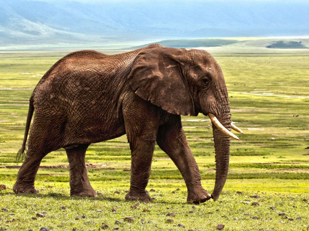 Tarangire National Park
