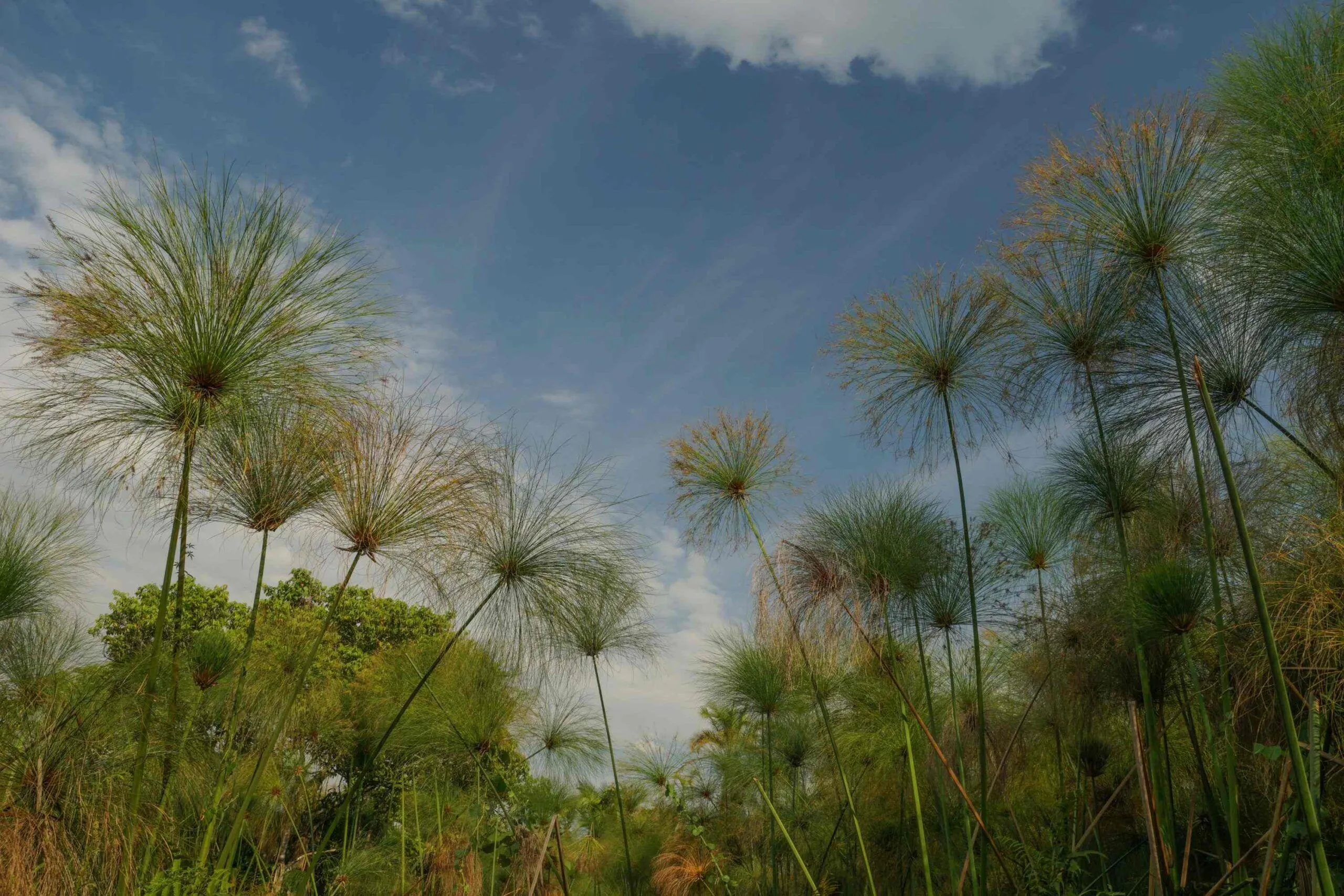 Swamp walk in Bigodi Wetland