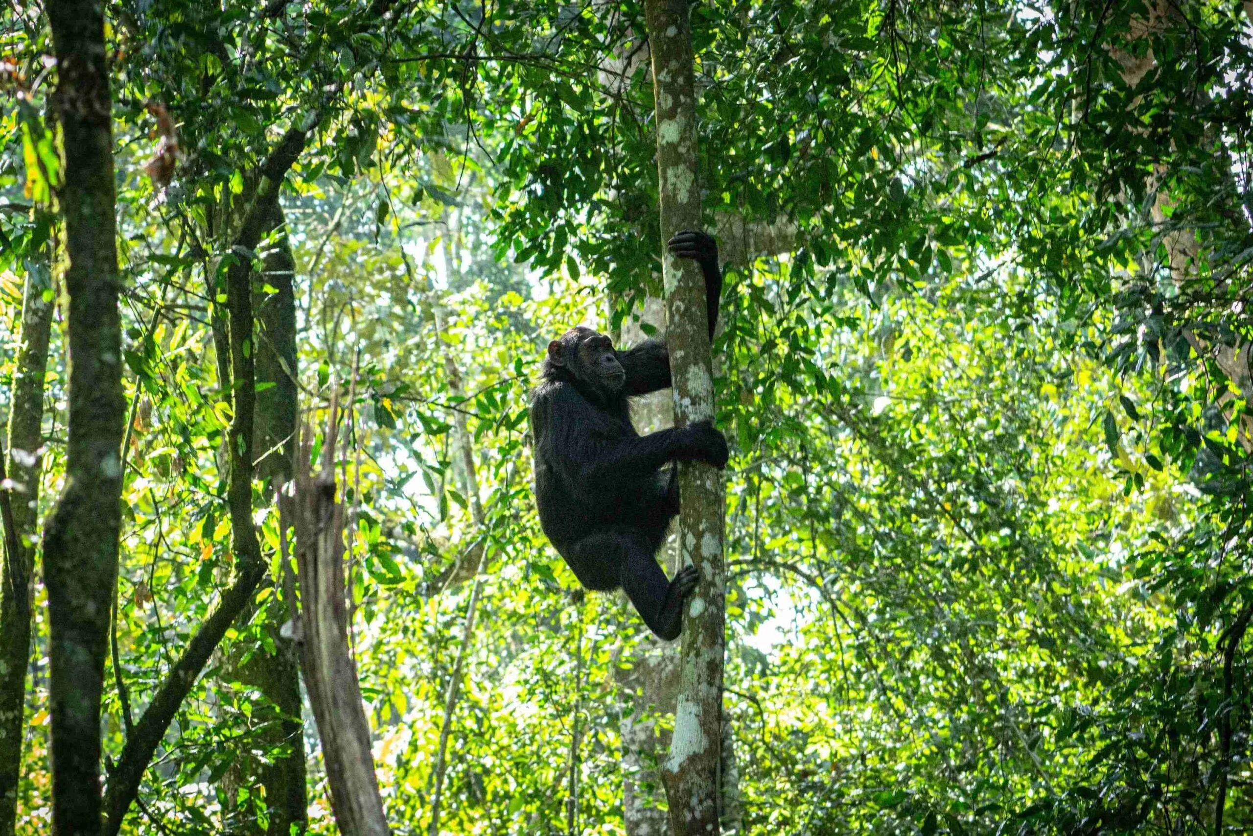 Chimpanzee trekking