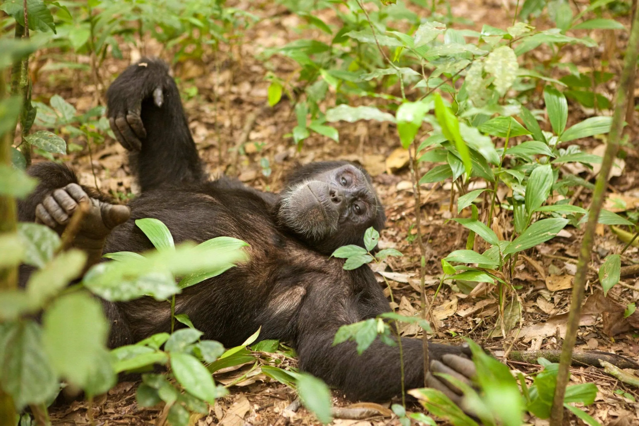 Chimpanzee trekking in Kyambura Gorge