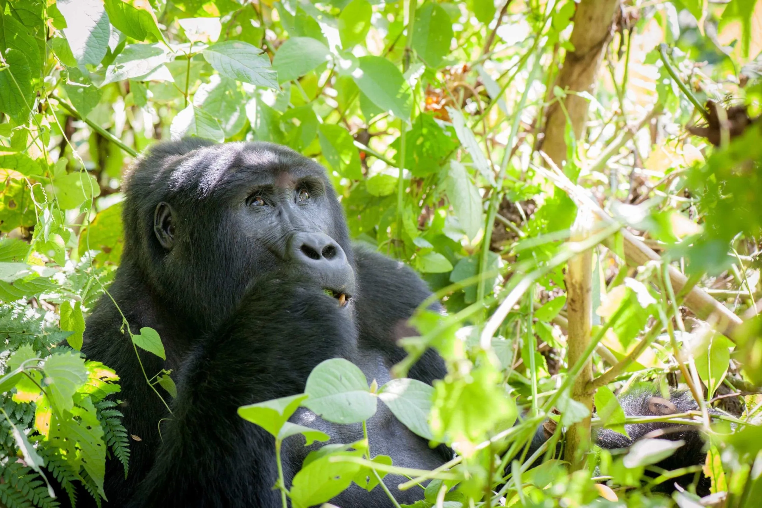 Mountain gorilla trekking