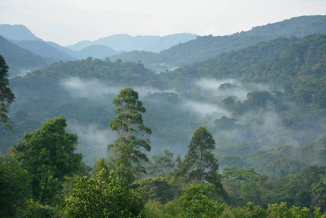 IM_UG_BWI_Haven-Lodge-28Buhoma-Sector29_View-from-lodge