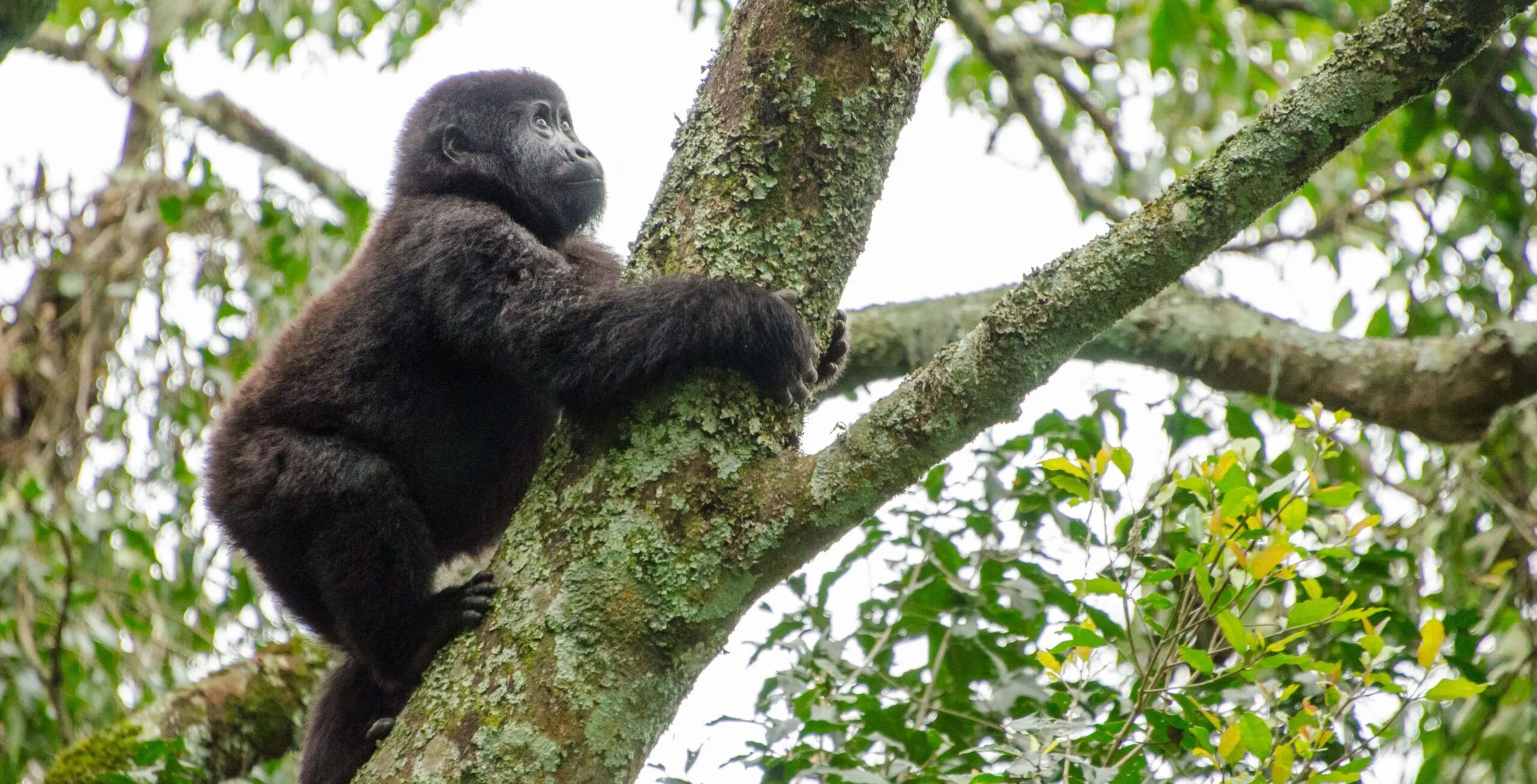 Mountain Gorilla trekking