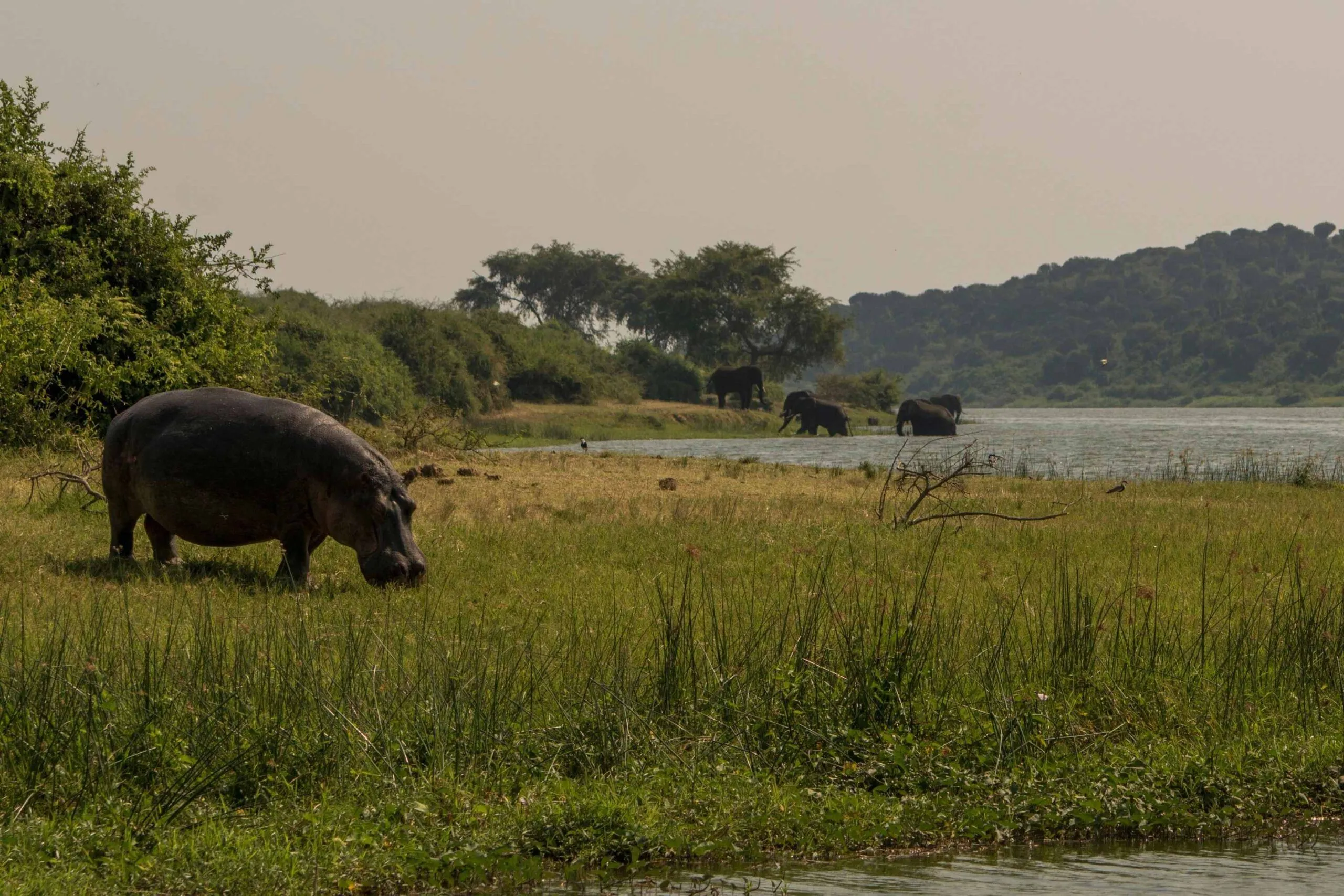Boat safari in Queen Elizabeth NP