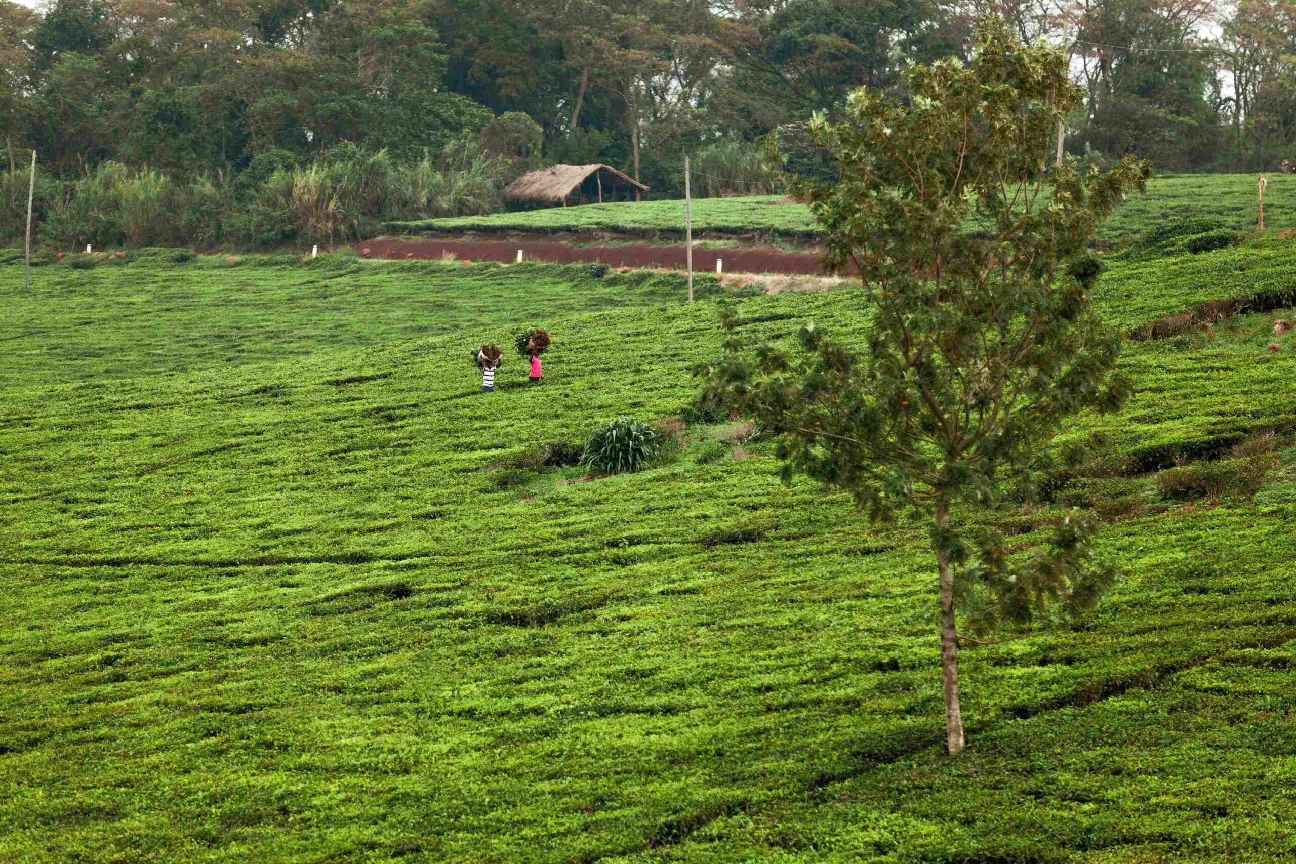 Tea Plantation Tour